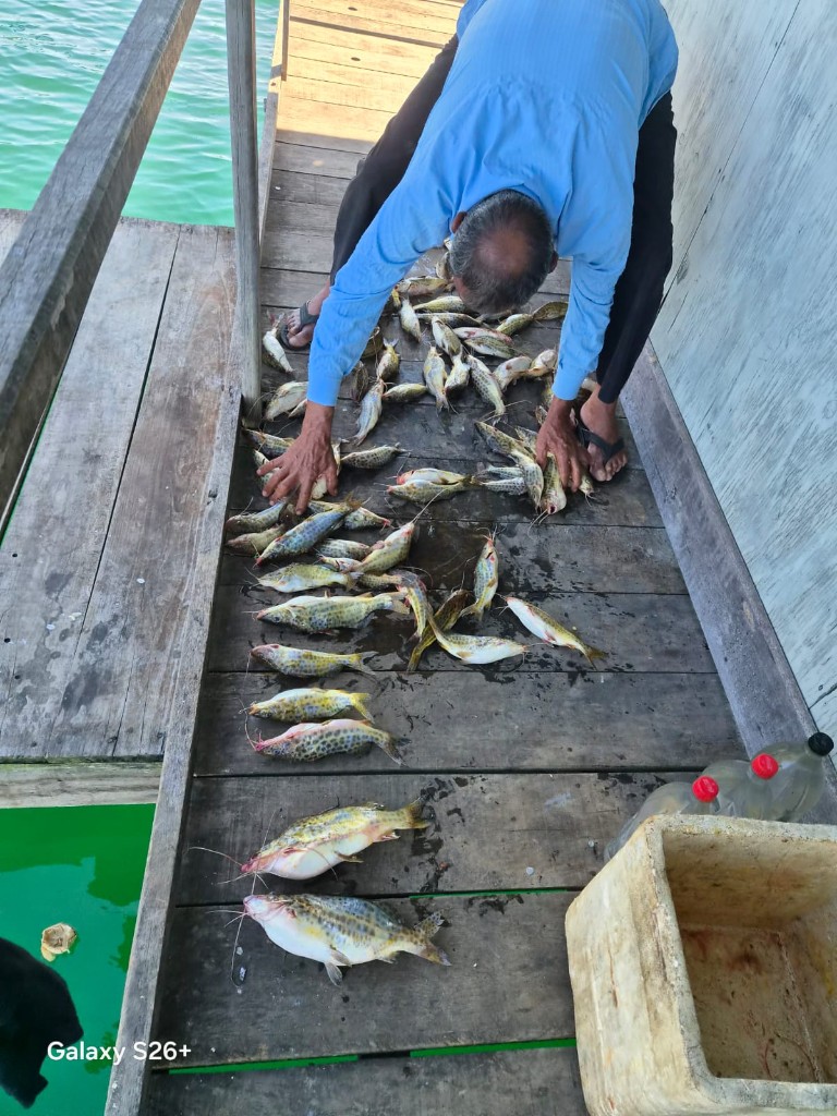 Pescador arrumando mandis no tablado