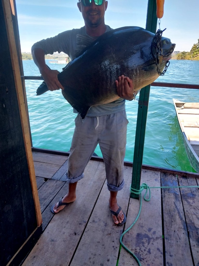 Pescador segurando caranha no tablado